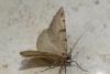 Macaria wauaria